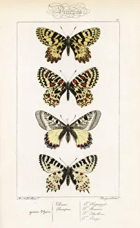 Alexis Collection: Southern festoon, Spanish festoon, false apollo