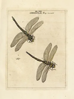 Diptera Prints: Southern hawker or blue hawker dragonfly, Aeshna cyanea