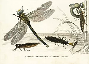 Southern hawker and brown hawker dragonflies