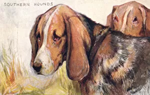 Images Dated 2nd December 2019: Southern Hounds