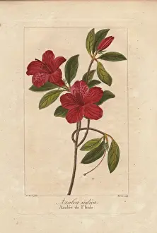 Pancracebessa Prints: Southern Indian azalea, Azalea indica