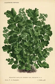 Southern maidenhair fern, Adiantum capillus-veneris