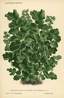 Fern Prints: Southern maidenhair fern, Adiantum capillus-veneris