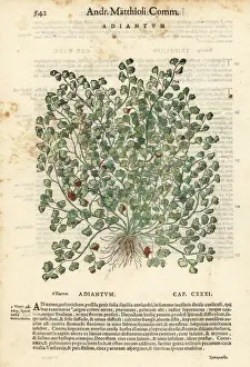 Southern maidenhair fern, Adiantum capillus-veneris