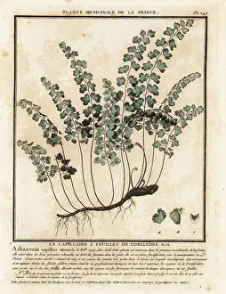 Plante Medicinale De La France Prints: Southern maidenhair fern, Adiantum capillus-veneris