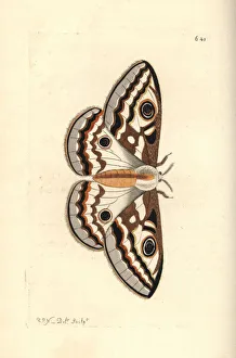 Southern marbled emperor, Heniocha apollonia Southern marbled emperor, Heniocha apollonia