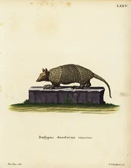 Southern naked-tailed armadillo, Cabassous unicinctus