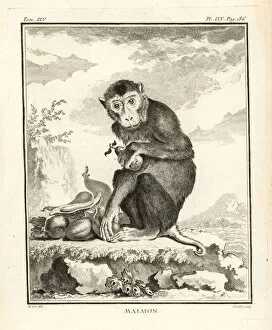 Macaque Collection: Southern pig-tailed macaque, Macaca nemestrina