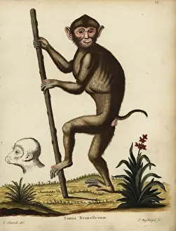 Southern pig-tailed macaque, Macaca nemestrina. Vulnerable