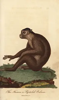Southern pig-tailed macaque, Macaca nemestrina