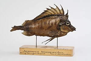 Southern pigfish, Congiopodus leucopaecilus (originally Agri