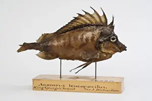Osteichthyes Prints: Southern pigfish, Congiopodus leucopaecilus (originally Agri