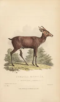 Landseer Collection: Southern red muntjak, Muntiacus muntjak