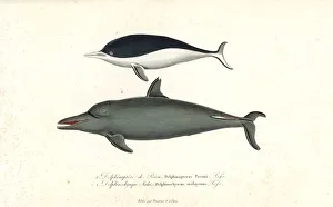 Southern right whale dolphin and pantropical spotted dolphin Southern right whale dolphin and pantropical spotted dolphin