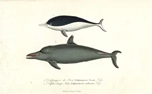 Lesson Prints: Southern right whale dolphin and pantropical spotted dolphin