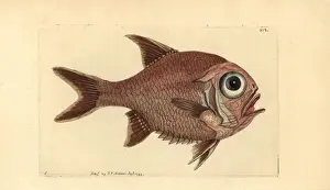 Southern roughly, Trachichthys australis