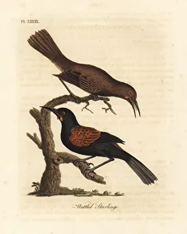 Latham Collection: Southern saddleback, Philesturnus carunculatus