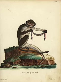 Johann Gallery: Southern talapoin monkey, Miopithecus talapoin