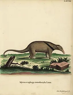 Southern tamandua, Tamandua tetradactyla
