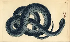 Fasciata Prints: Southern water snake, Nerodia fasciata