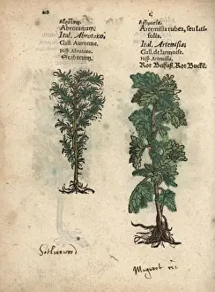 Artemisia Prints: Southernwood, Artemisia abrotanum, and mugwort