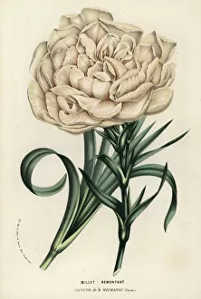 Serres Gallery: Souvenir de la Malmaison, hybrid carnation