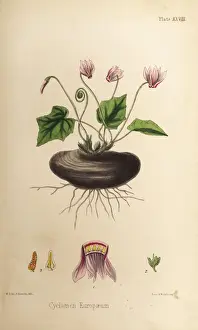 Cyclamen Prints: Sow-bread, Cyclamen purpurascens