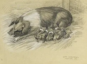 Suckling Prints: A sow with piglets
