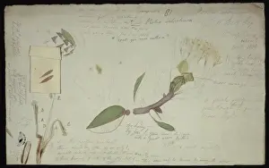 Sowerby Sheet Collection Plate 81