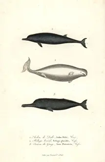 Primevere Prints: Sowerbys beaked whale, beluga whale