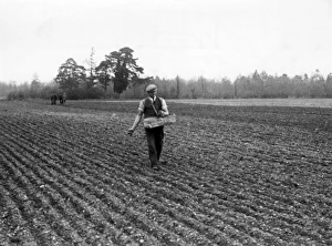 Images Dated 2nd September 2015: Sowing by Hand