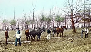 Harrowing Prints: Sowing seed and harrowing, Victorian period