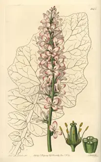 Sydenhamedwards Prints: Sowthistle-leaved francoa, Francoa appendiculata