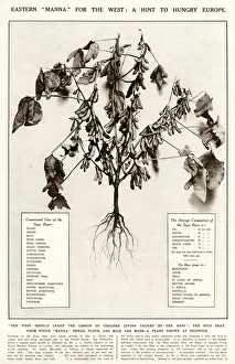 Images Dated 18th November 2019: Soya beans - a hint for hungry Europe 1921