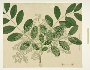 Malvidae Gallery: Soymida febrifuga, Rohan bark