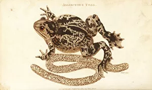Rana Gallery: Spadefoot or garlic toad, Pelobates fuscus