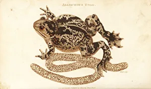 Rana Gallery: Spadefoot or garlic toad, Pelobates fuscus
