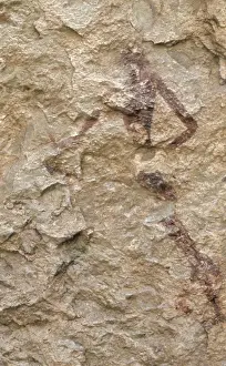 De L Prints: SPAIN. Alpera. Alpera Cave paintings Human