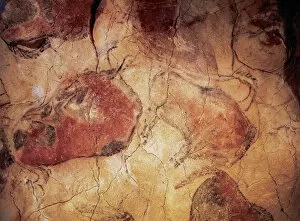 Cantabria Collection: Spain. Cantabria. Cave of Altamira. Bison