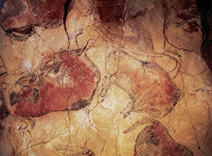 Altamira Gallery: Spain. Cantabria. Cave of Altamira. Bison