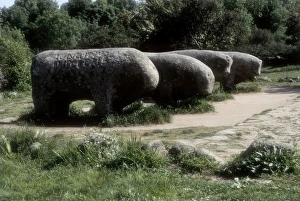 SPAIN. CASTILE AND LEON. AVILA. El Tiemblo. Bulls