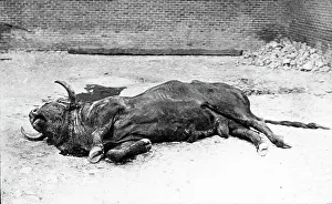 Spain - The Dead Bull - from Life