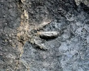 Sites Prints: Spain. La Rioja. Ihnite sites. Valdebrajes. Footprint of Coe