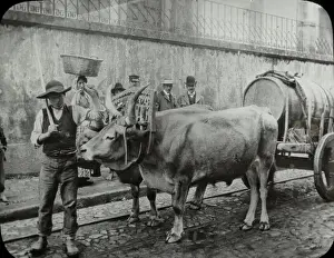 Bullock Prints: Spain and Portugal - Bullock cart
