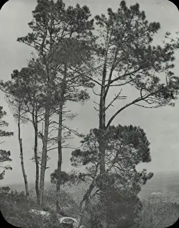 Spain and Portugal - Pine trees, Sintra