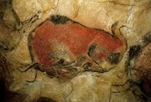Inside Gallery: SPAIN. Santillana de Mar. Altamira Caves. Bison