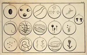 1729 Prints: SPALLANZANI, Lazzaro (1729-1799)
