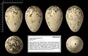 Black Background Collection: Spallanzanis great auk egg