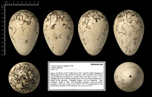 Black Background Collection: Spallanzanis great auk egg