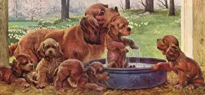 Puppies Prints: Spaniel Bath Date: 1948
